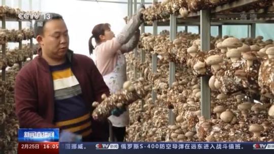 種蘑菇、養駱駝...。。特色產業助力鄉村振興走新路