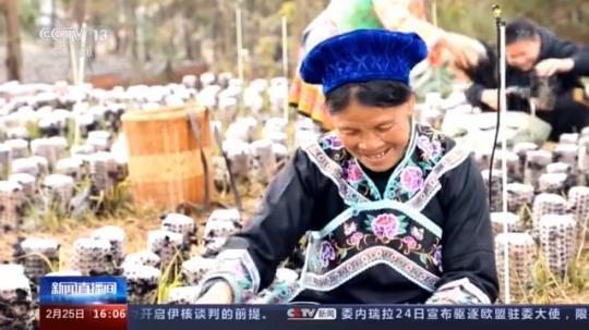 種蘑菇、養駱駝...。。特色產業助力鄉村振興走新路