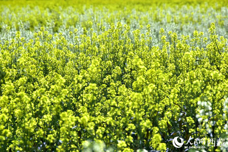 盛開的小油菜花。人民網 李海霞攝