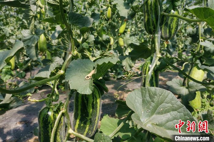 圖為西藏康馬縣大棚內的博洋九號甜瓜。　劉建軍 攝