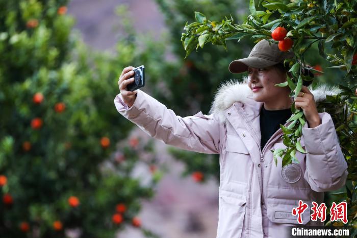 西藏芒康：冬至前康巴蜜橘喜獲豐收