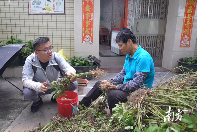 土地組成員張國強一邊幫村民做農活一邊聊天。
