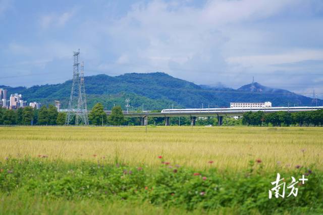 高鐵掠過崖口村稻田。