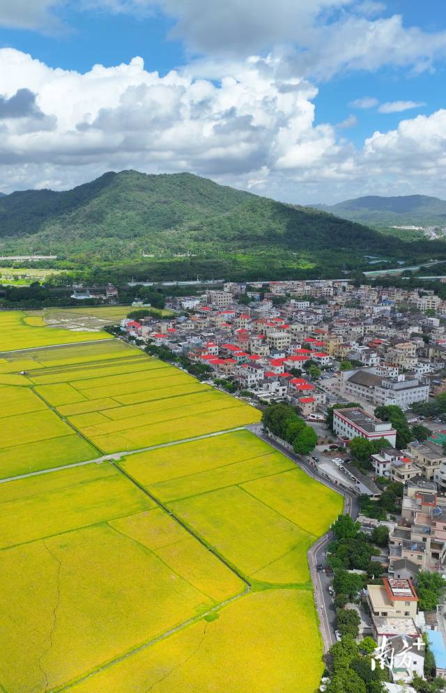 崖口村全景。