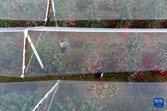 【高質(zhì)量發(fā)展看陜西】“上天”的延安蘋(píng)果，蘊(yùn)藏哪些新質(zhì)生產(chǎn)力