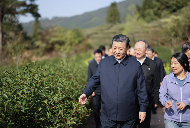 2021年3月22日下午，習(xí)近平在福建省南平市武夷山市星村鎮(zhèn)燕子窠生態(tài)茶園，察看春茶長勢(shì)，了解當(dāng)?shù)夭璁a(chǎn)業(yè)發(fā)展情況。