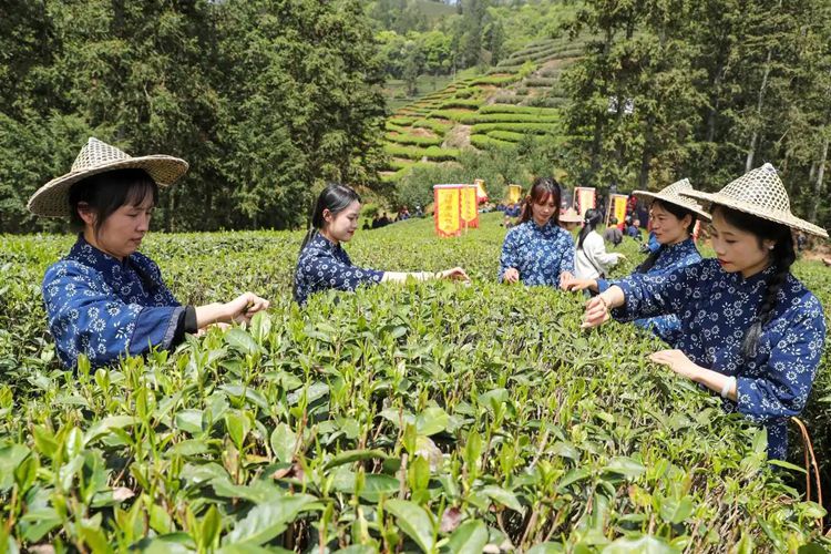 2025年4月13日，福建武夷山市星村鎮(zhèn)朝陽村茶農(nóng)在生態(tài)茶園展示采茶。新華社發(fā)（邱汝泉 攝）