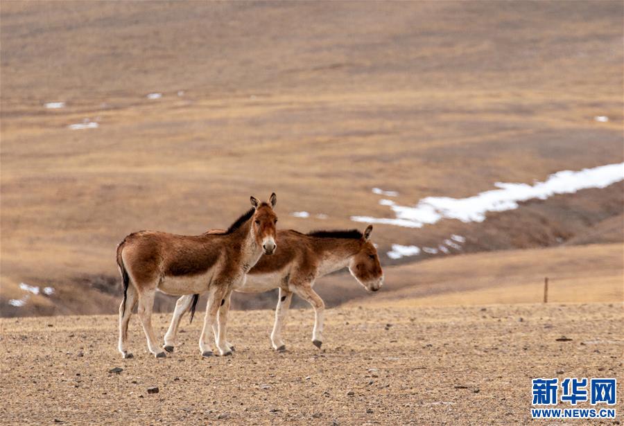 （環境）（5）藏北高原的美麗生靈