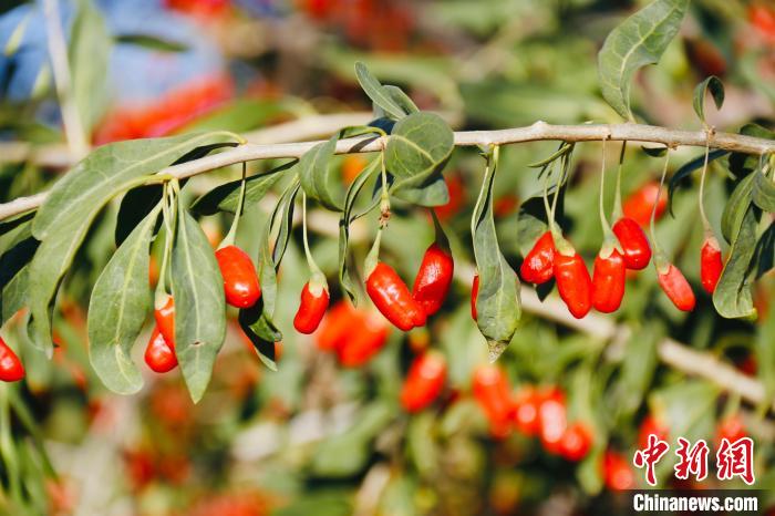 圖為柴達木盆地有機枸杞。　孫睿 攝