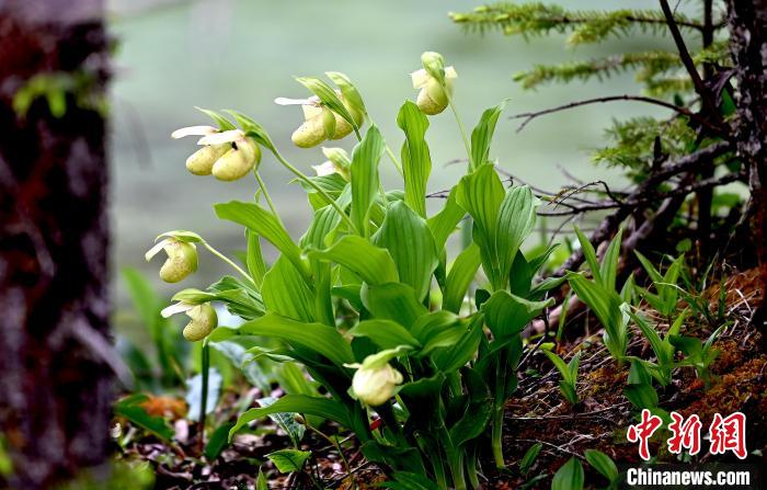 黃龍景區(qū)高山蘭花盛開?！“苍?攝