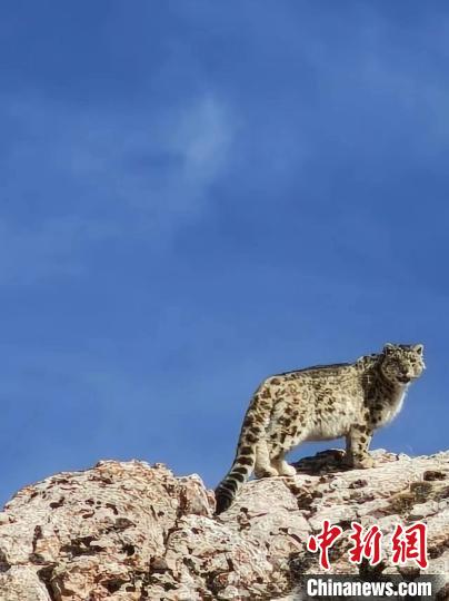 雪豹“巡山”！黃河源頭生態管護員近距離偶遇雪豹