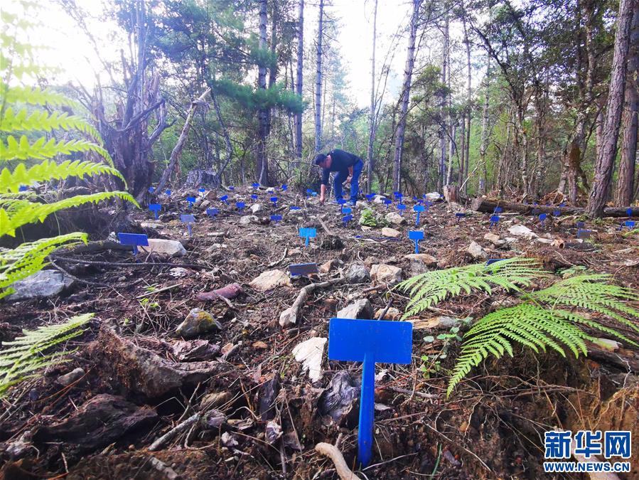 （決戰決勝脫貧攻堅·圖文互動）（1）產業援藏“拔窮根” 新思路激發脫貧新動力