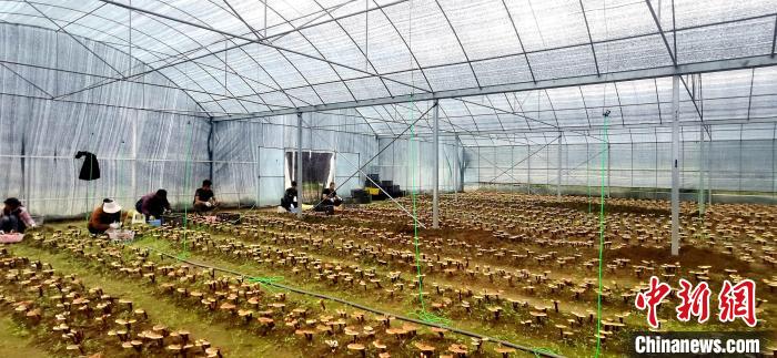 圖為紅太陽科技示范家庭農場組織民眾采收靈芝。　平措旺青供圖