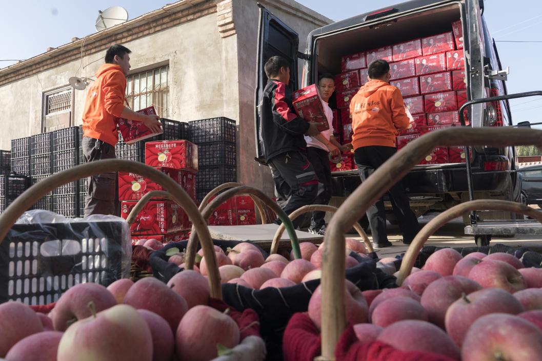 西部冰糖心蘋果，乘著商流上行。劉浩攝