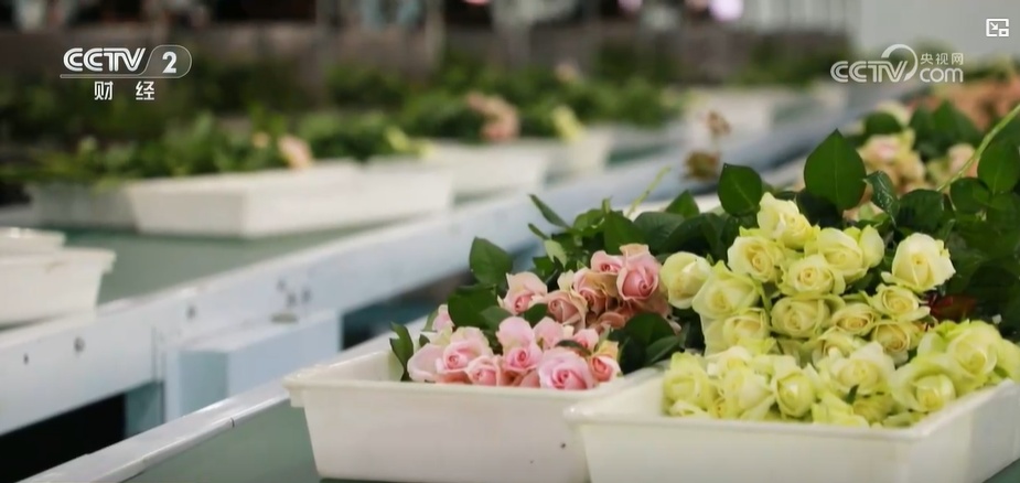 云南姚安：七夕“浪漫經濟”升溫 日均百萬枝玫瑰供應市場