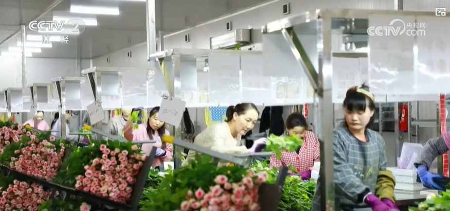 云南姚安：七夕“浪漫經濟”升溫 日均百萬枝玫瑰供應市場