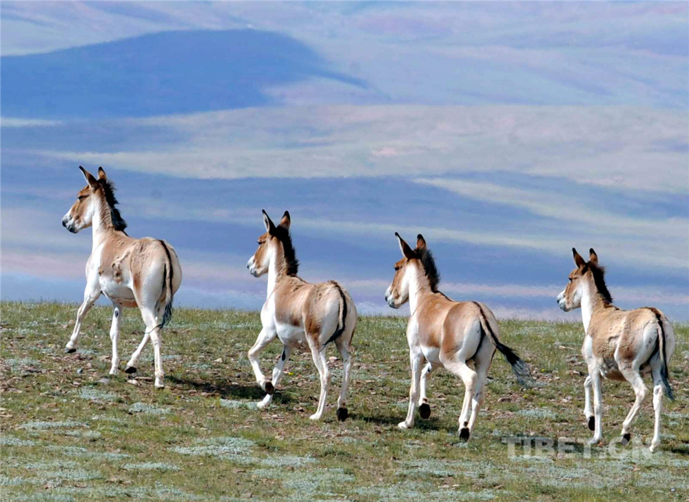 這是奔跑在羌塘國(guó)家級(jí)自然保護(hù)區(qū)的國(guó)家一級(jí)保護(hù)動(dòng)物藏野驢。（唐召明2009年攝）.jpg
