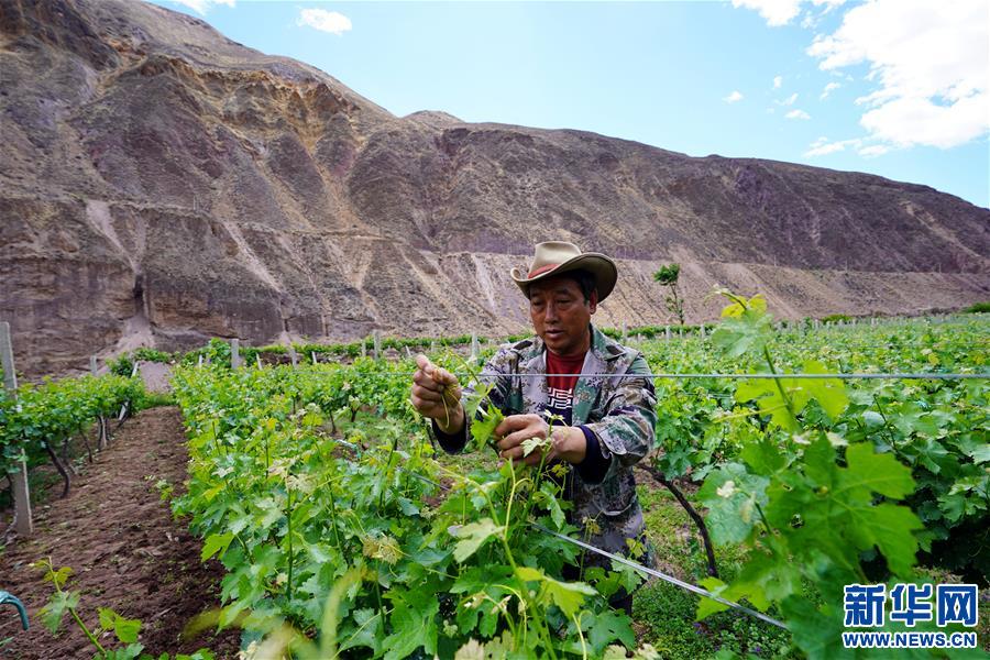 （決戰決勝脫貧攻堅·圖文互動）（3）西藏昌都“甜蜜”產業助脫貧