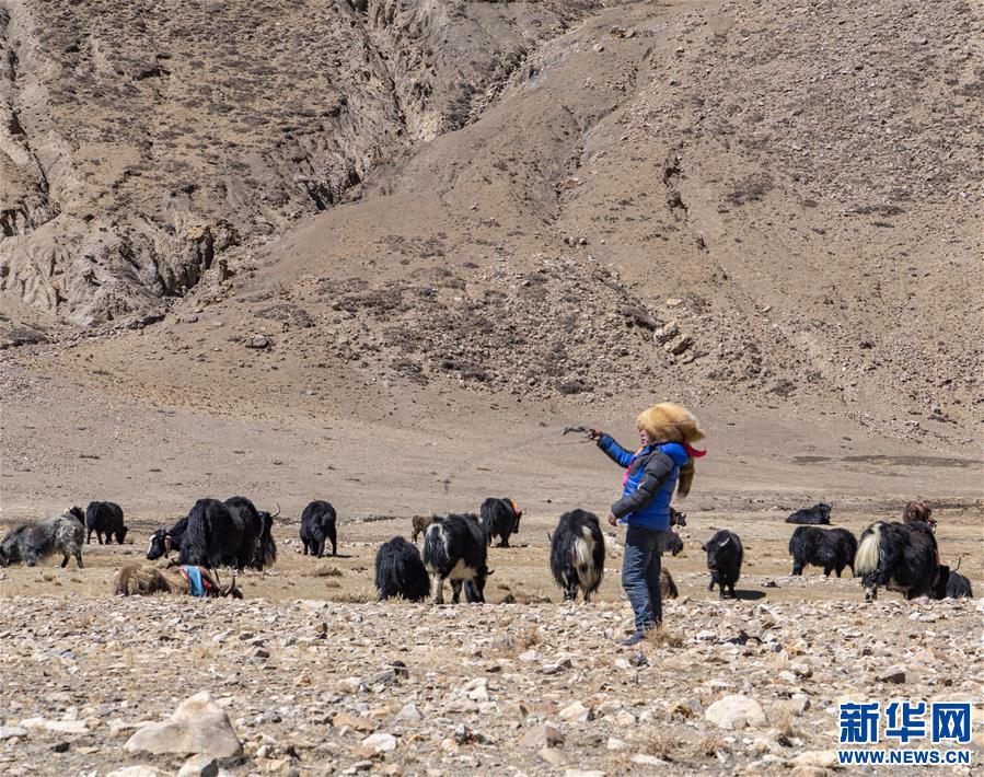 （脫貧攻堅）（10）扎西分家記：珠峰腳下的脫貧故事