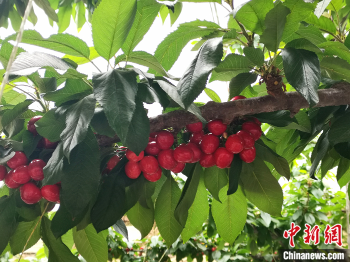 陜西省子長市盛宇現代農業示范園內，櫻桃鮮艷欲滴。<a target='_blank'  ><p  align=