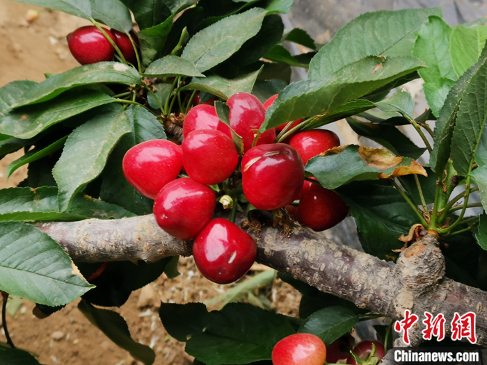 陜西省子長市盛宇現代農業示范園內，櫻桃鮮艷欲滴。<a target='_blank'  ><p  align=