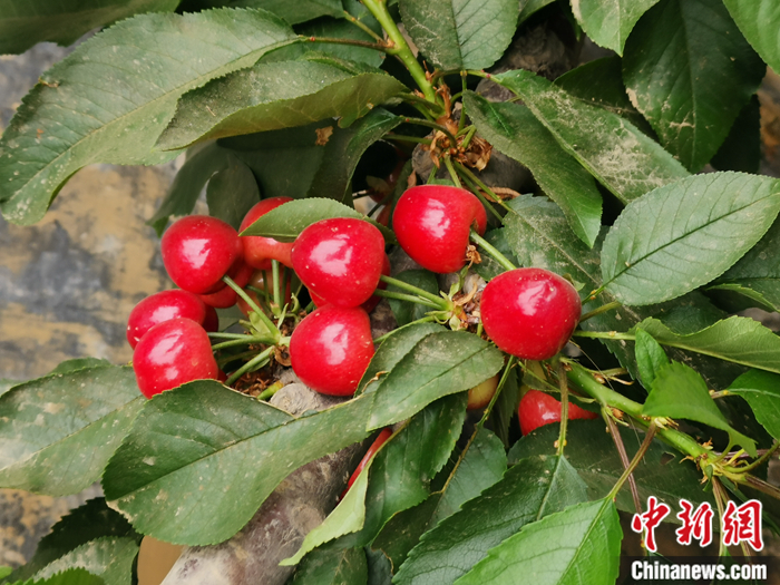 陜西省子長市盛宇現代農業園區內，櫻桃鮮艷欲滴。<a target='_blank'  ><p  align=