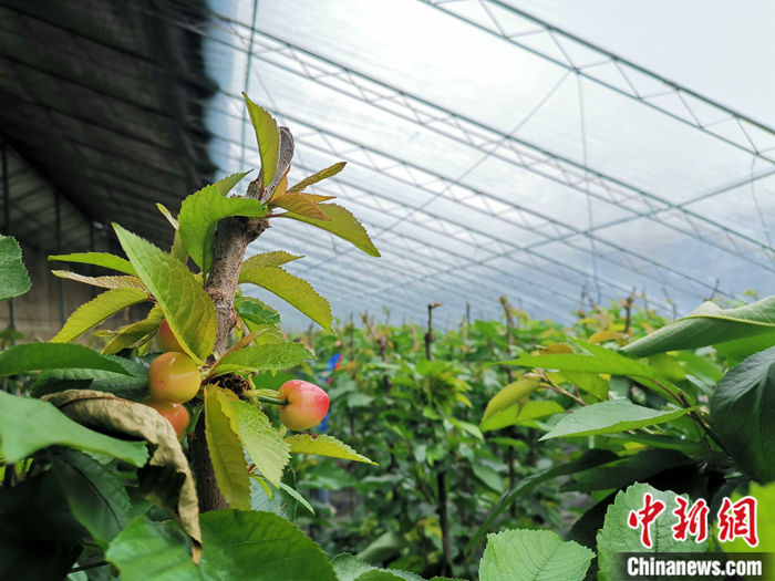陜西省子長市盛宇現代農業示范園櫻桃園區。<a target='_blank'  ><p  align=